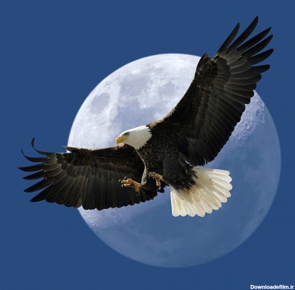 تصویر زمینه خفن لاتی عقاب