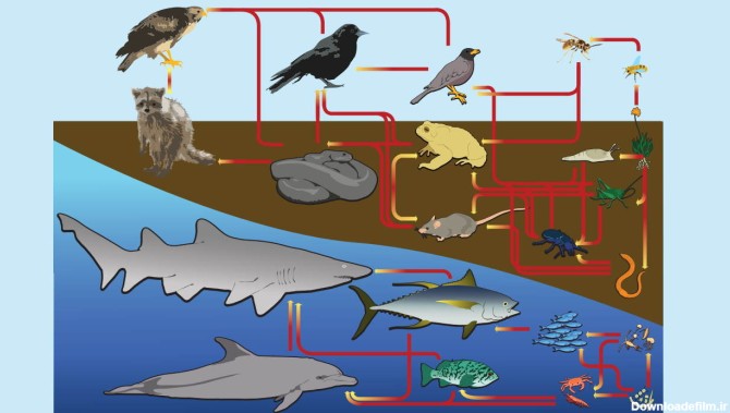عکس از زنجیره غذایی حیوانات