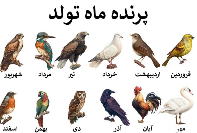 عکس حیوان ماه ها