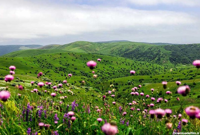 عکس جنگل فندقلو در اردبیل