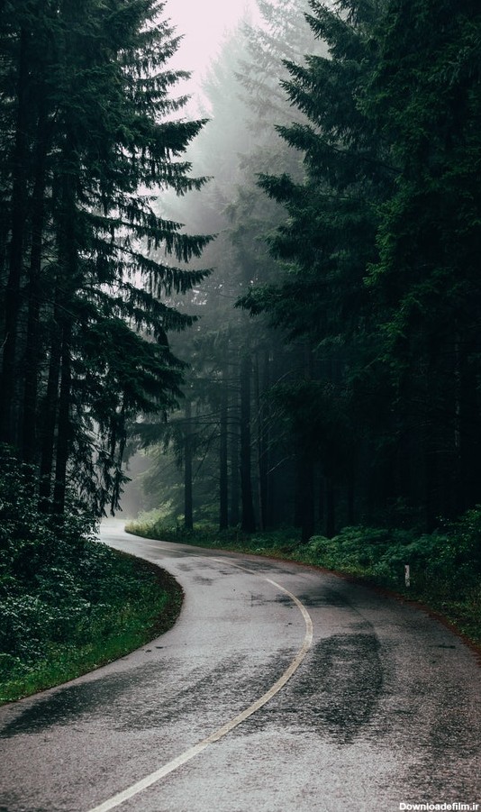 عکس پروفایل جنگل دخترانه