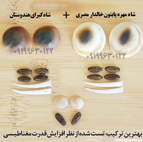 عکس مهره مار مامبای سیاه افریقایی