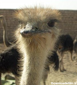 وی پی ان که عکس شتر مرغ دارد