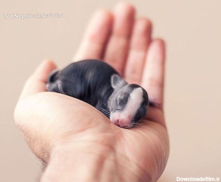 عکس خرگوش کوچیک کوچیک