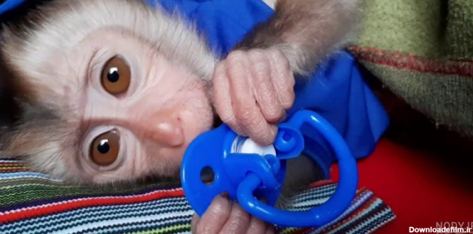 عکس میمون زن و شوهر