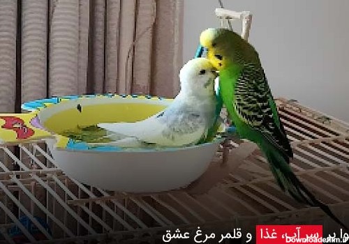 عکس جوجه مرغ عشق نر