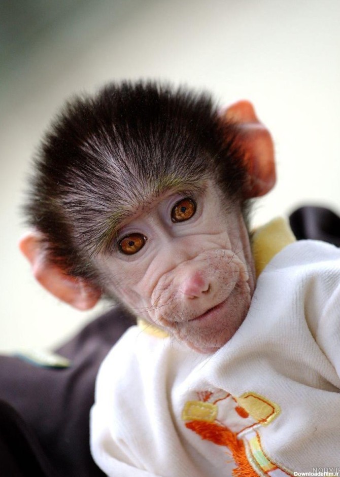 عکس میمون زن و شوهر