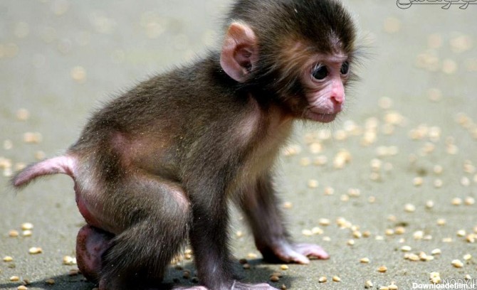 عکس میمون زن و شوهر