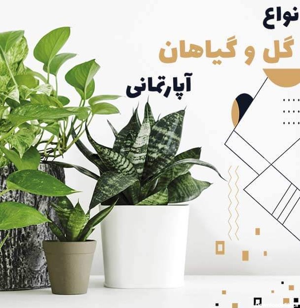 عکس انواع گل طبیعی خانگی