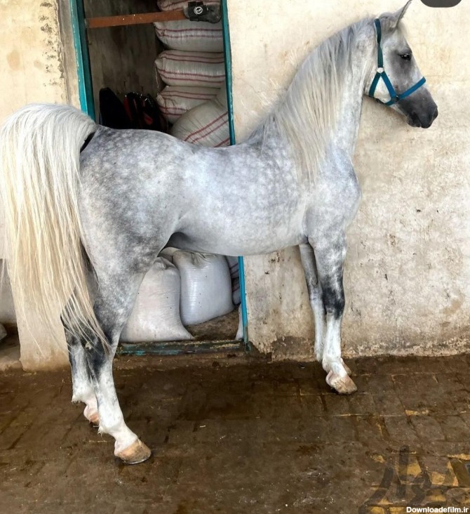 عکس اسب تاراج شیر ممد