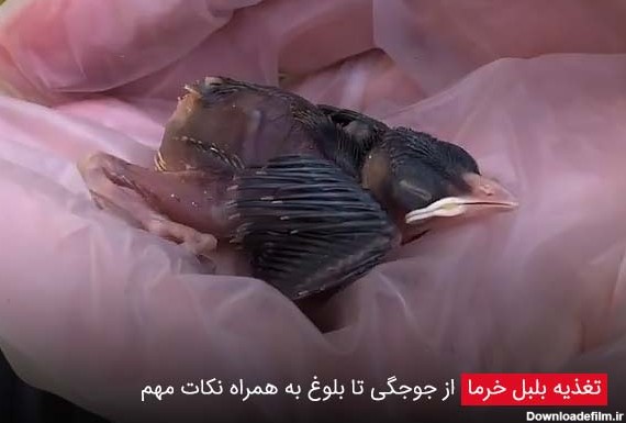 تصاویر جوجه بلبل