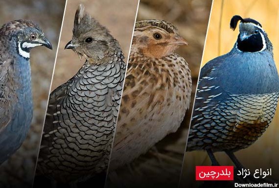 عکس جوجه بلدرچین سفید