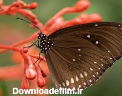 تصویر زمینه قلب صورتی