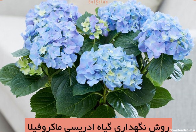 عکس گل ادریسی ابی