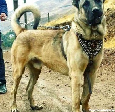 عکس های زیبا صدام حسین