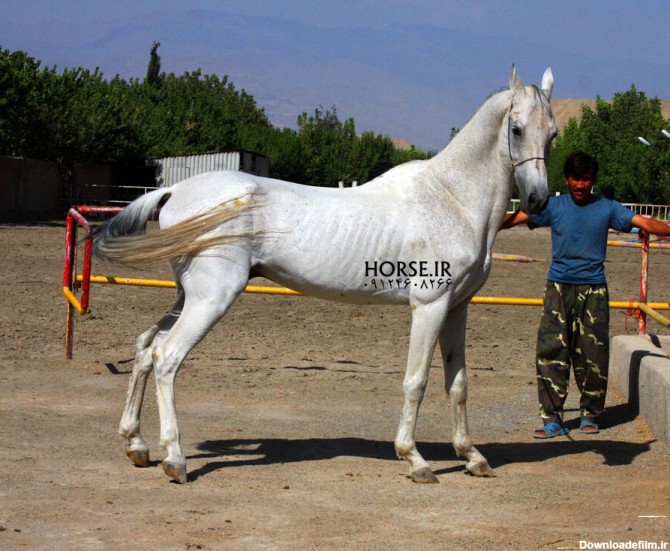 تصاویر اسب نژاد ترکمن