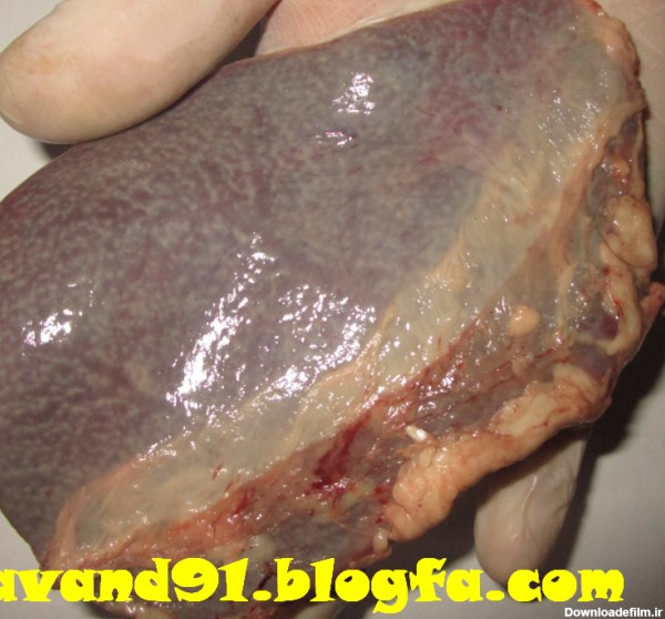 تصویر طحال گاو