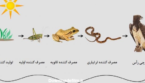 عکس زنجیره غذایی حیوانات