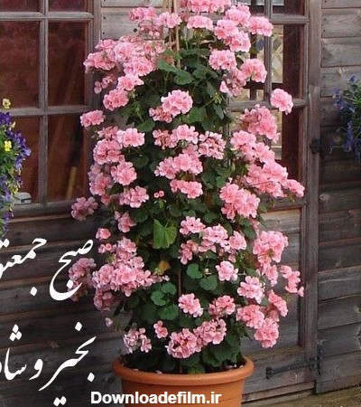 صبح بخیر جمعه انگیزشی