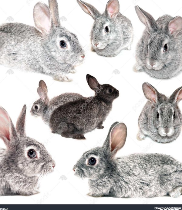 عکس خرگوش سفید خاکستری