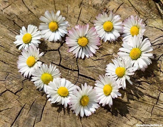 تصاویر گلهای خاص و زیبا