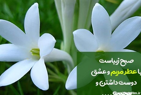 تصاویر گل مریم برای پروفایل