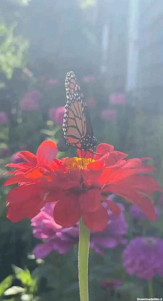 عکس چمن برای ادیت