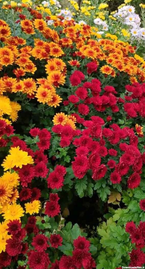 عکس چمن برای ادیت