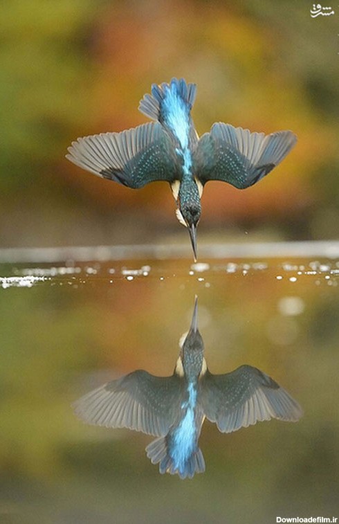 تصویر مرغ ماهی خوار