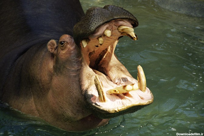 عکس دختر چشم ابی طبیعی