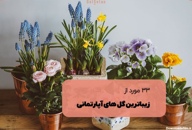 عکس انواع گل های قشنگ