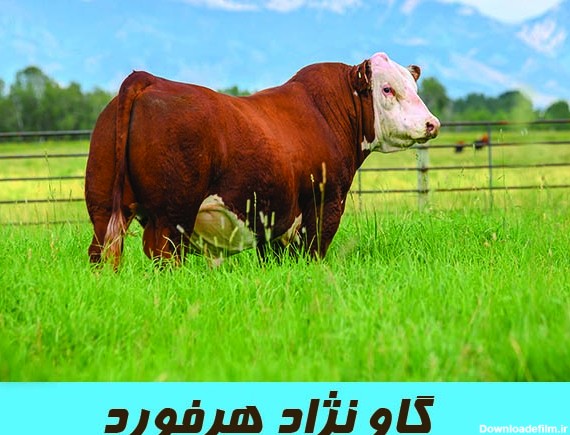 عکس با کیفیت گاو نر