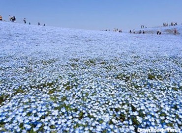 عکس دریای گل