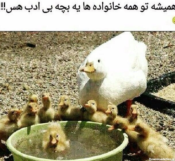 عکسهای جالب و خنده دار جدید