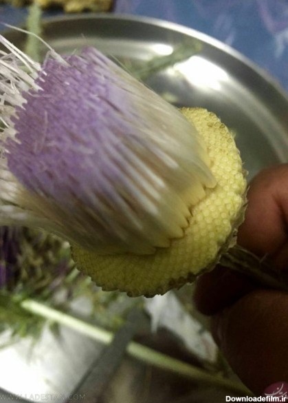 عکس گیاه گل گوهری