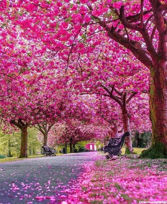 عکس بهاری پروفایل واتساپ