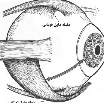 عکس کره ی چشم برای نقاشی