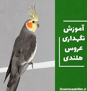 عکس از پرنده عروس هلندی