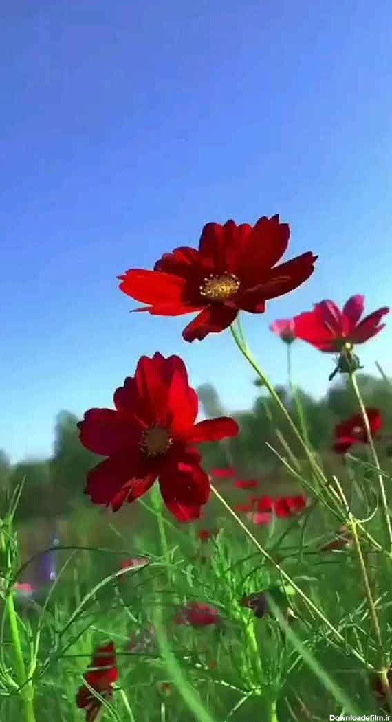 عکس چمن برای ادیت