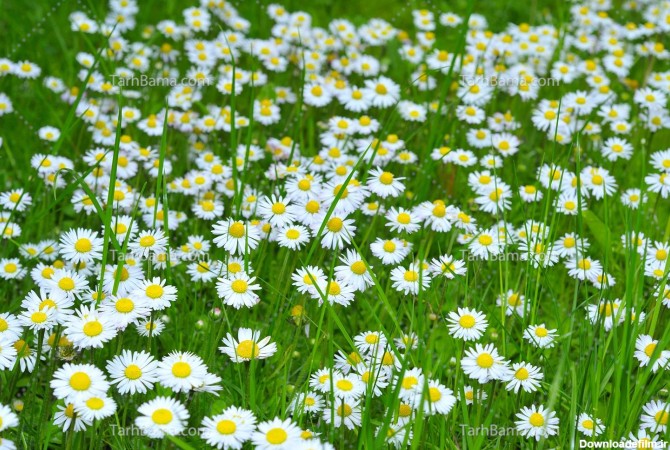 عکس چمن برای ادیت