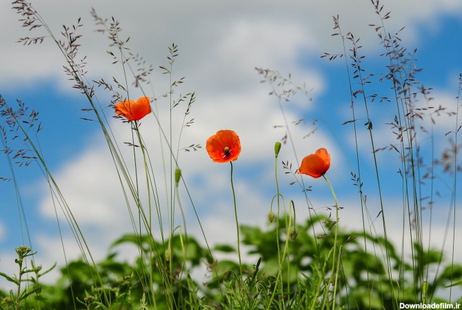 عکس چمن برای ادیت