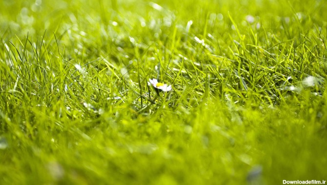 عکس چمن برای ادیت