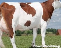 دانلود عکس گاو سمینتال