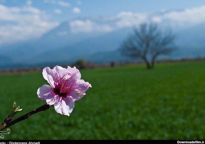 عکس زیبایی های فصل بهار