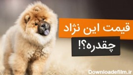 عکس سگ پاکوتاه ایرانی قیمت