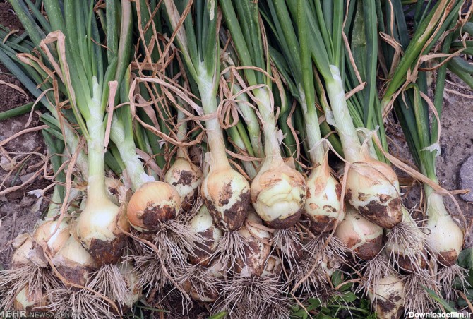 وی پی ان با عکس پیاز