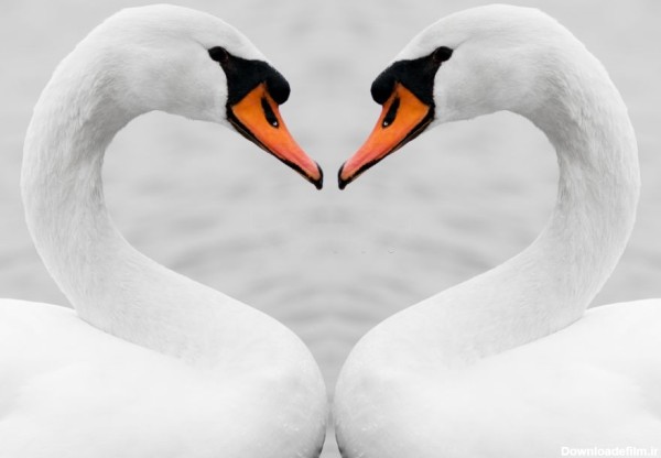 عکسهای پرنده قو