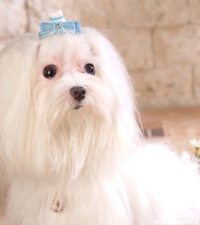 عکس سگ پشمالو سفید دختر