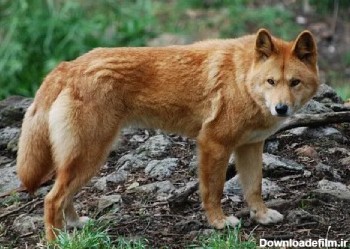 تصویر گرگ زرد
