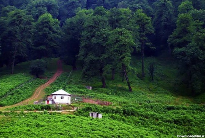 عکس از جنگل های ایران